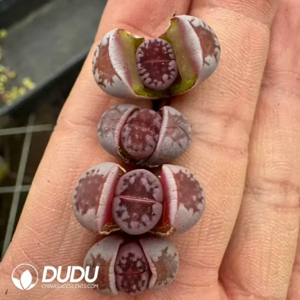 1756123338-1742529801-e201.webp Lithops Purple Hot Lips - Image 1