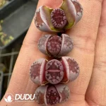 Lithops Purple Hot Lips - Image 2