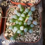 Fenestraria Rhopalophylla