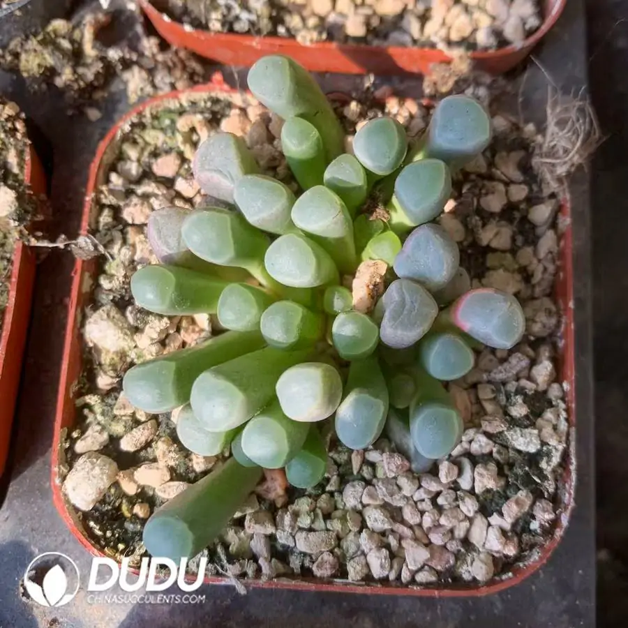 1756123342-1742529810-e201.webp Fenestraria Rhopalophylla - Image 1