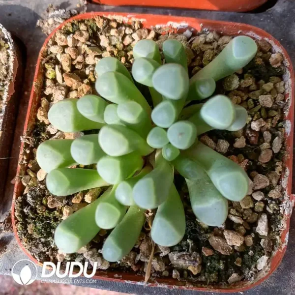 Fenestraria Rhopalophylla - Image 2