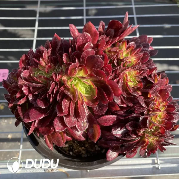 1756123345-1745472127-e201.webp Aeonium Anna Cristata - Image 1