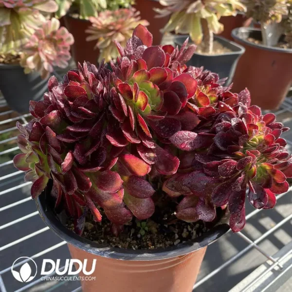 Aeonium Anna Cristata - Image 2