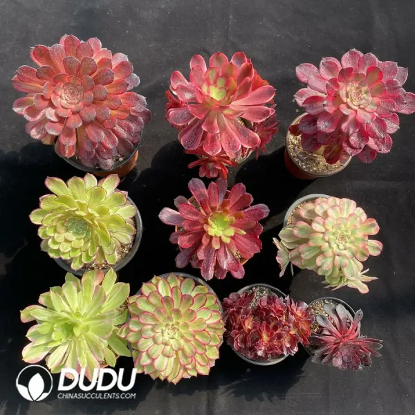 1756123347-1742529832-e201.webp Aeonium Radom Collection 10pcs - Image 1