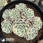 10Pcs Echeveria Lenore Dean Variegated