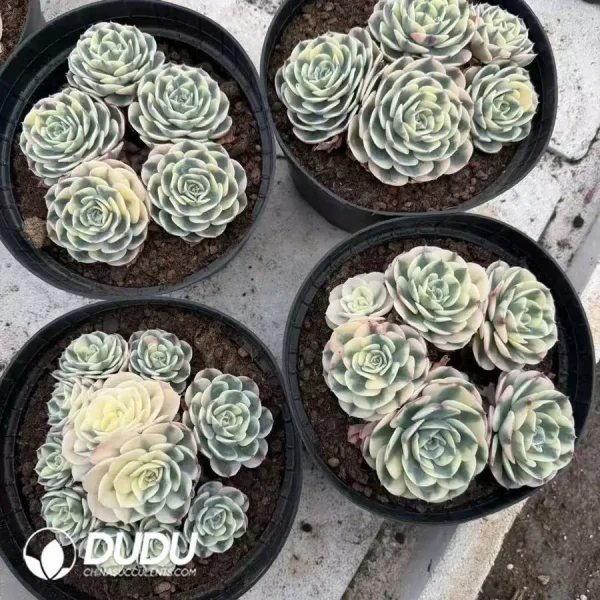 10Pcs Echeveria Lenore Dean Variegated - Image 2