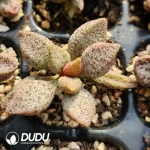 Adromischus Ice Crystal Snake Skin