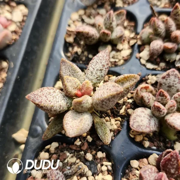 Adromischus Ice Crystal Snake Skin - Image 2