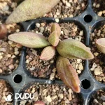 Adromischus Seedling Grown No. 9