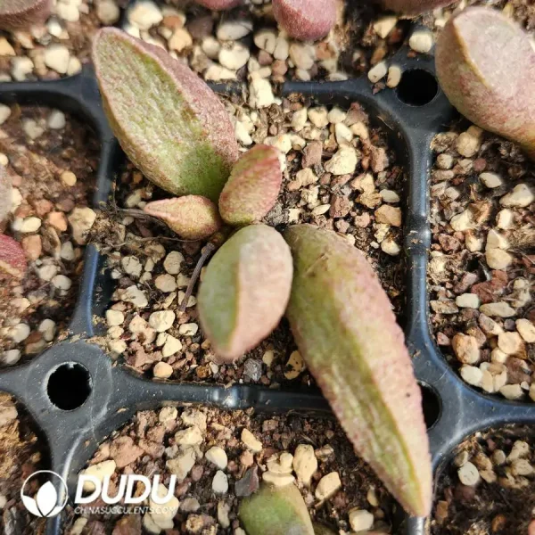 Adromischus Seedling Grown No. 9 - Image 2