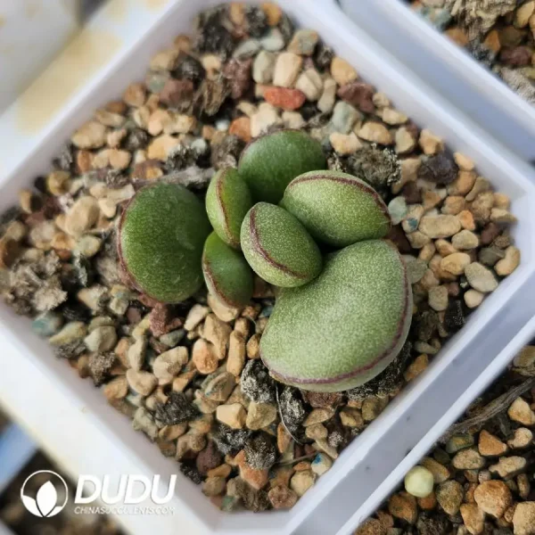 Adromischus Red-Edged Green Egg - Image 1