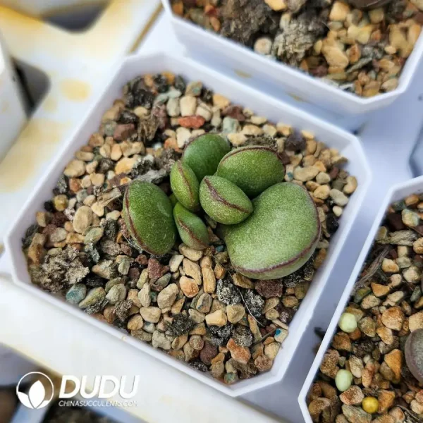 Adromischus Red-Edged Green Egg - Image 2