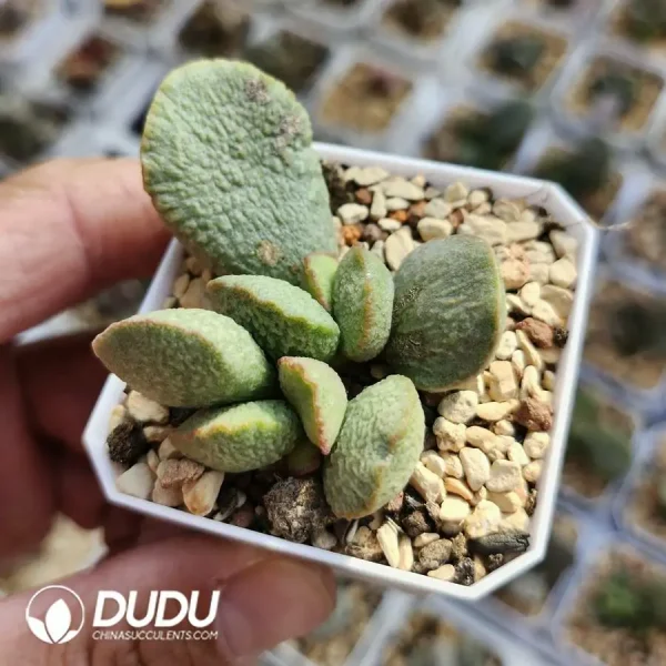 Adromischus Lan Zhan - Image 1