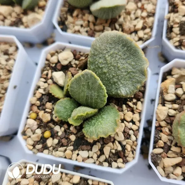 Adromischus Lan Zhan - Image 2
