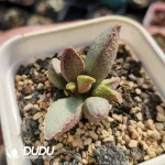 Adromischus Pink Piglet