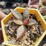 Adromischus Pink Piglet - Image 2