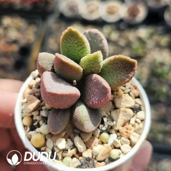 1756123365-1742549533-e201.webp Adromischus Sugar Heart - Image 1