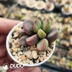 Adromischus Sugar Heart - Image 2