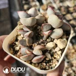 Adromischus Matte Egg Old Stem - Image 2