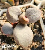 Adromischus Pink Peach Heart