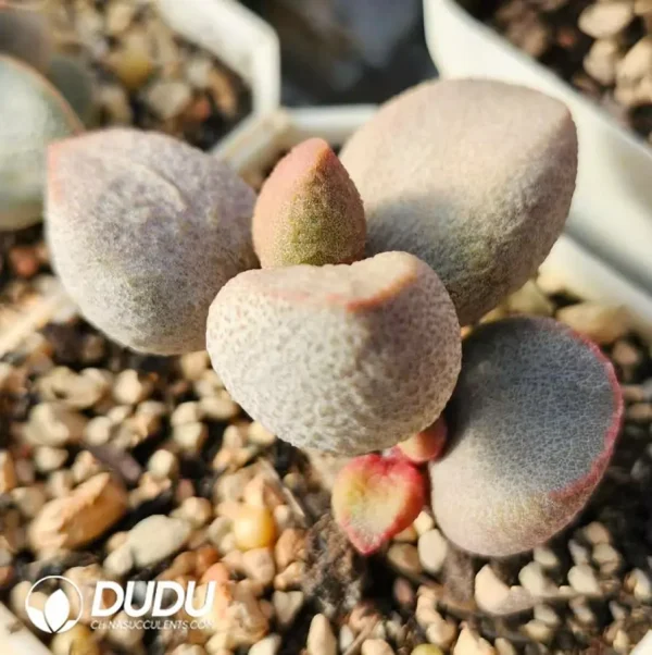 Adromischus Pink Peach Heart - Image 2