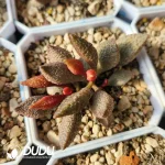 Adromischus Red Licorice Old Stem