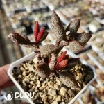 Adromischus Red Licorice Old Stem - Image 2