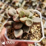 Adromischus Seedling Old Stem No. 10 - Image 2