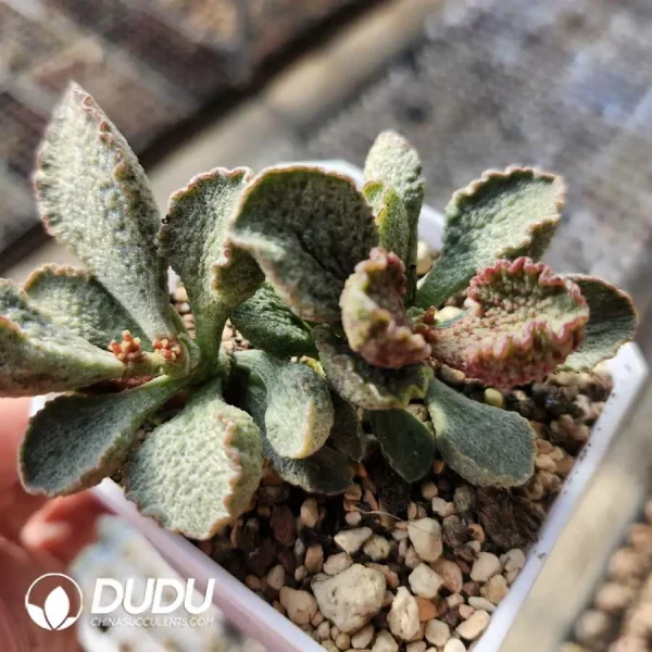 Adromischus Silver Concubine Old Stem - Image 1
