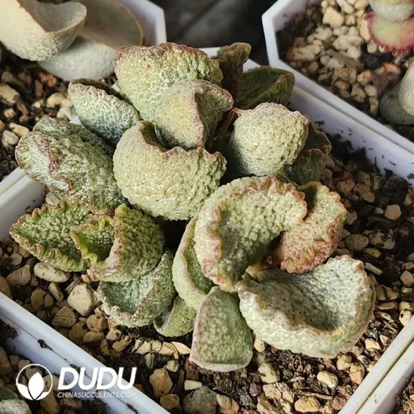 Adromischus Silver Concubine Old Stem - Image 2