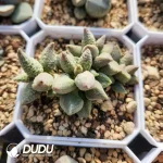 Adromischus Ice Cream Old Stem - Image 2