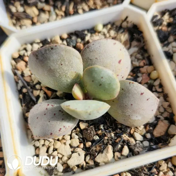 Adromischus Pink Egg - Image 1