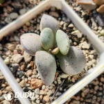 Adromischus Pink Egg - Image 2