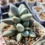 Adromischus Marianae Hybrid Old Pile