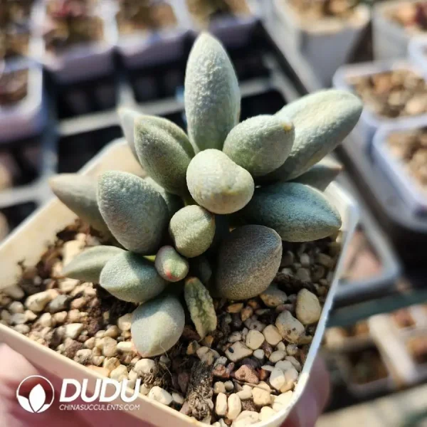 Adromischus Marianae Hybrid Old Pile - Image 2