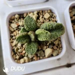 Adromischus Big Fish and Begonia