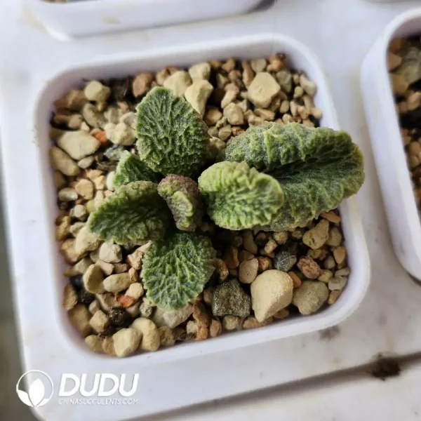 Adromischus Big Fish and Begonia - Image 1