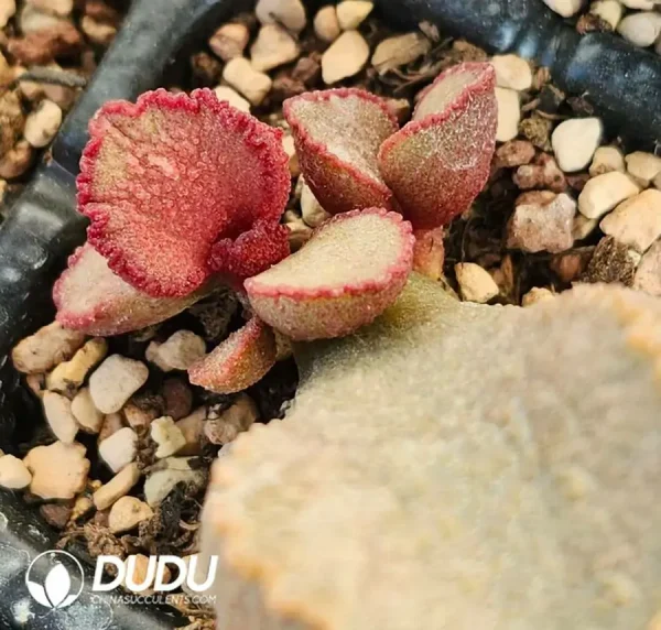 1756123388-1742549610-e201.webp Adromischus Rainbow Wings - Image 1