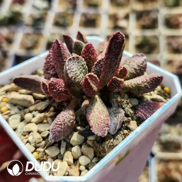 1756123391-1742549618-e202.webp Adromischus Pig liver - Image 2