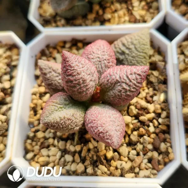 1756123392-1742549622-e201.webp Adromischus Abdomen No.134 Old Pile - Image 1