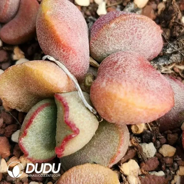 Adromischus No.78 - Image 2