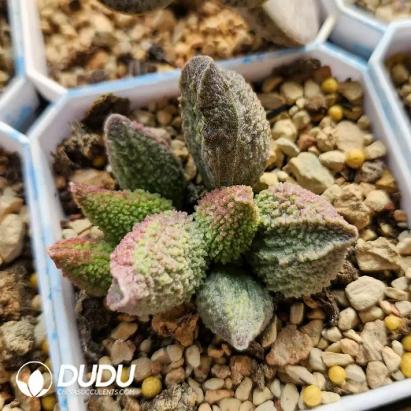 1756123400-1742549648-e202.webp Adromischus Christmas Tree - Image 2