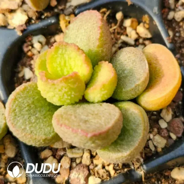 1756123401-1742549653-e201.webp Adromischus Hallii No.31 - Image 1