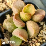 Adromischus Hallii No.31 - Image 2