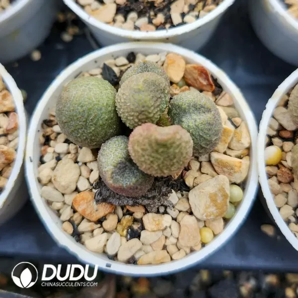 1756123406-1742549667-e201.webp Adromischus Herrei Hyb - Image 1