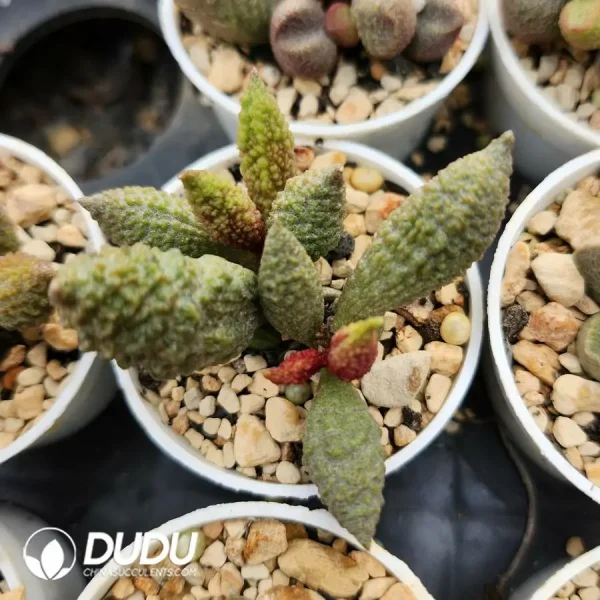 Adromischus Seedling Grown No.6 - Image 1