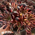$6.1*8Pcs Aeonium Super Bang Variegated Clustering