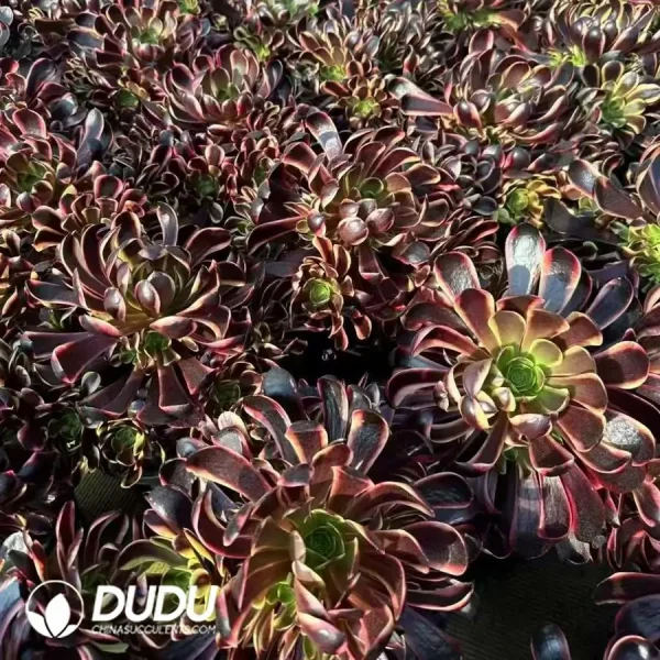 $6.1*8Pcs Aeonium Super Bang Variegated Clustering - Image 2