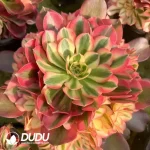 8Pcs Aeonium Xiangfei Variegated Clustering