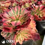 8Pcs Aeonium Xiangfei Variegated Clustering - Image 2